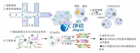 中國人自己的單細(xì)胞測序儀來了！