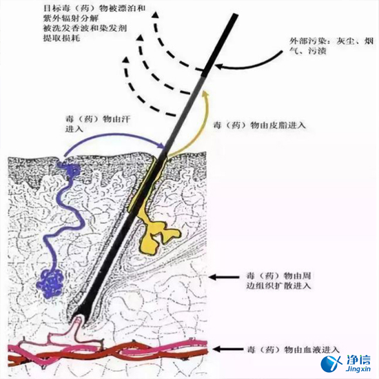 毛發(fā)毒品檢測儀來檢測毛發(fā)的步驟詳解-優(yōu)勢是什么？